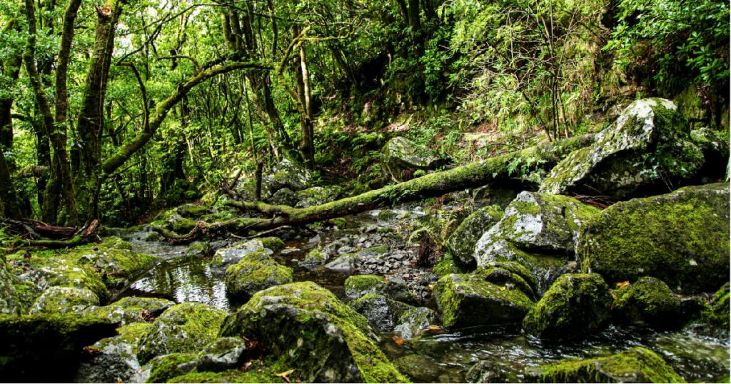 Must do In Madeira: Visit Laurissilva