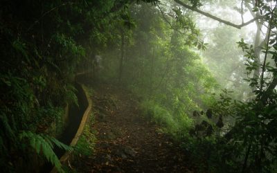 What to Do on Madeira Island: 5 Must-Try Experiences for Adventure Seekers