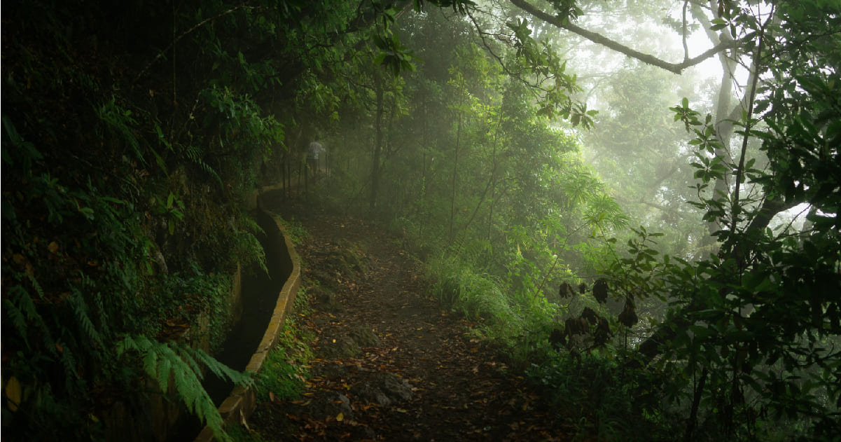 What to do on madeira island: Levada Hike!