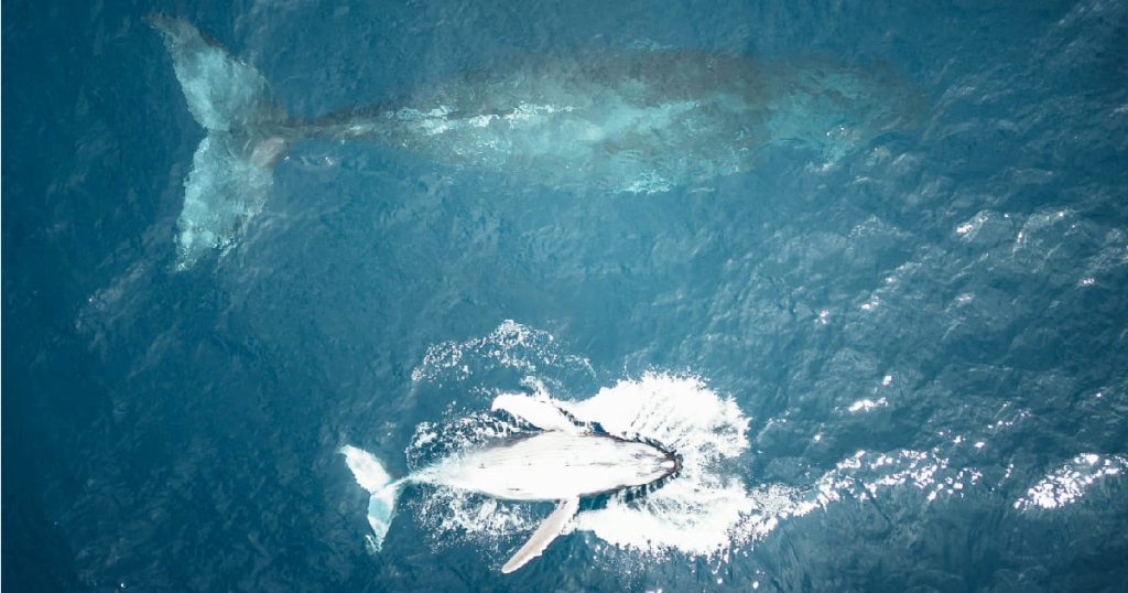 What to do on madeira island: Whale Watching!